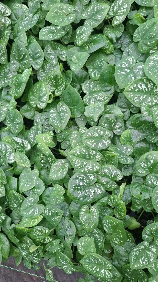 Thai Dwarf Caladium CLONE NO 19 Sprouted Bulb in paper bag