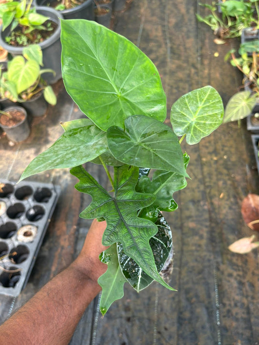 5 ALOCASIA SPROUTED BULBS COMBO 649/- JIFFY BAG & COCOPEAT