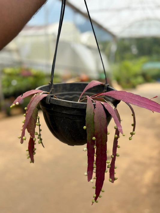 Pseudorhipsalis Ramulosa (Red Rhipsalis) Succulent Plant IN HANGING POT