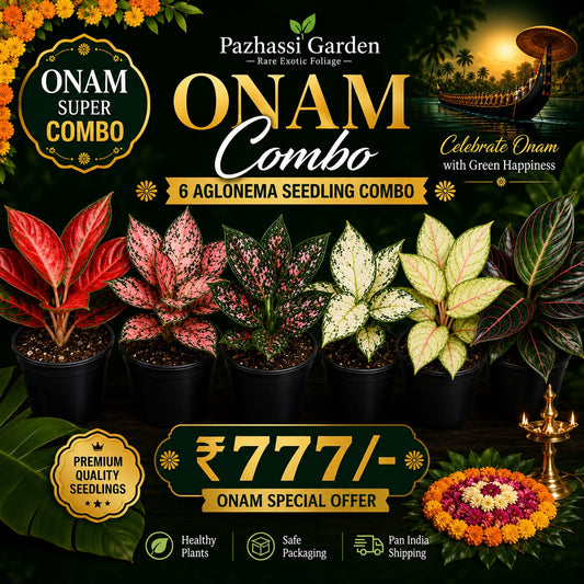 6 AGLONEMA ONAM COMBO 777/-