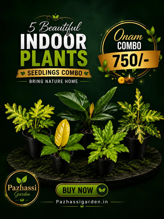 5 INDOOR PLANT SEEDLINGS IN JIFFY BAGS COMBO 750
