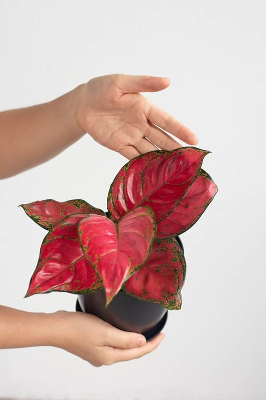 AGLONEMA RED BEAUTY 5-8 CM SEEDLING IN NET POT