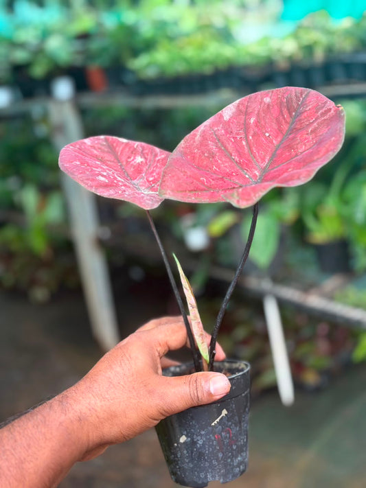 CLM 12Thai Dwarf Caladium, One bulb propagated matured plant in 3" pot