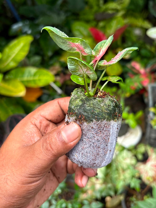 Thai Dwarf Caladium tickle me pink sapling in jiffy bag