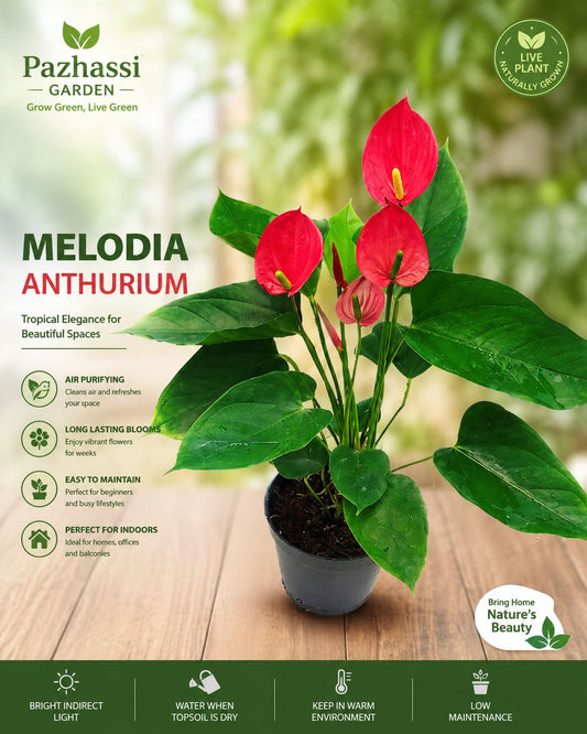 FLOWERING ANTHURIUM MELODIA  BUSHY POT WITH FLOWERS