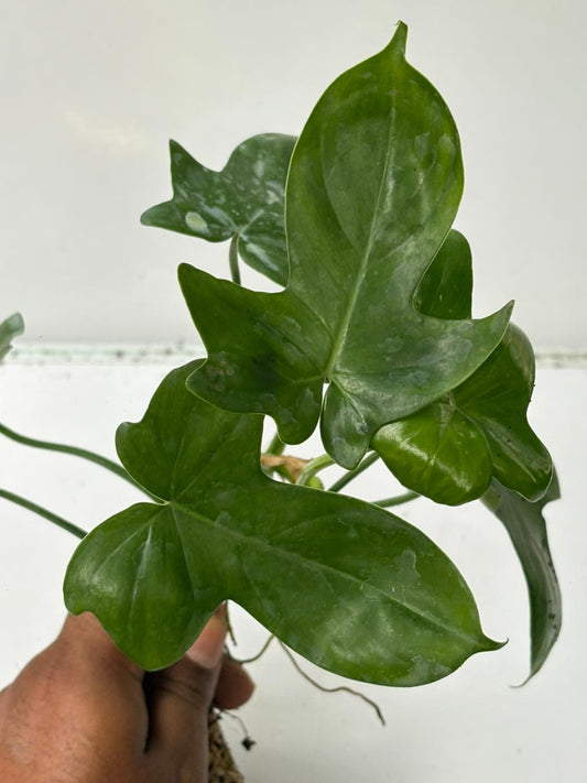 PHILODENDRON PEDATUM LACINATUM (Tissue Culture Plant in Jiffy Bag)