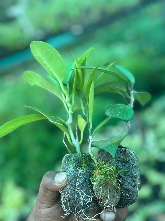 3 types  HOYA  COMBO 310 IN JIFFY BAG ( CARNOSA,AUSTRALIAS,NARROW LEAF)