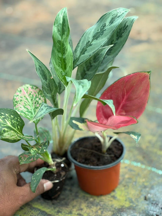 3 AGLONEMA COMBO 444/- ( THAILAND SUPER RED,WHITE STEM,PINK)