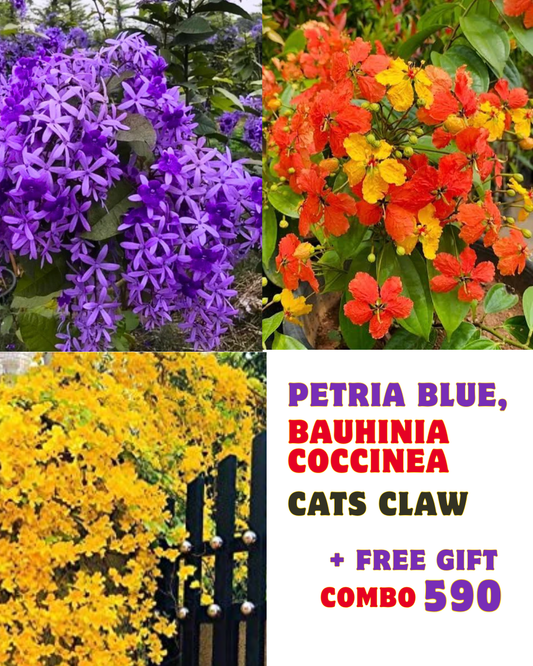 Most Wanted Flowering Combo Petria blue, Bouhina, Cats Caw in polybags with Manimulla jiffy