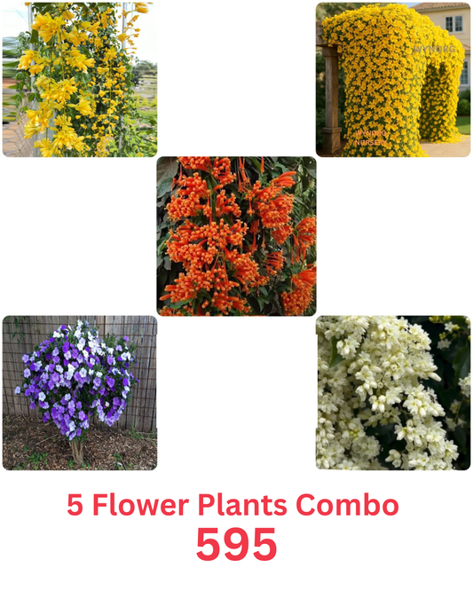 5 Flowering Combo 595/- Golden cascade, Wynorg Trumpet Vine,  Cats claw, ,Yesterday today, Manimulla in Poly bags