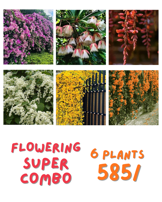 6 Flowering Combo 585/-Jimiki Kammal, Cats Claw, Manimulla, Ottumulla, Thunbergia Variegated, Garlic vine in Poly bags