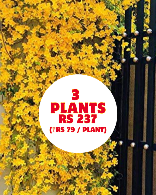 Cats Claw 3 Small Plants  in 2.5"polybags