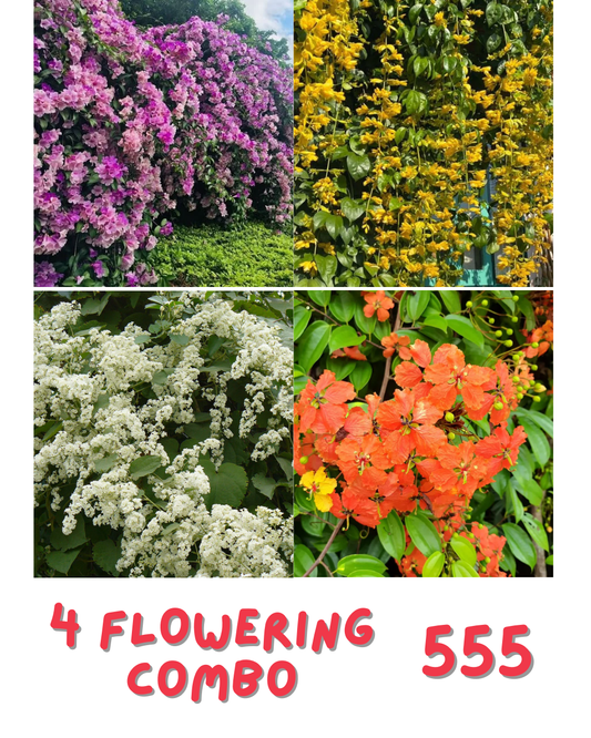 4 Flowering Combo 555 Bauhinia, Manimulla, Golden Cascade, Garlic Vine