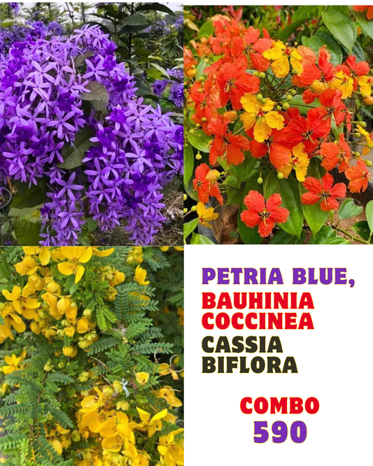 Bouhina, Petria blue, Cassia Combo