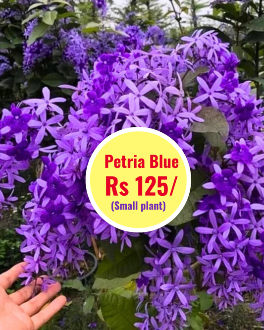 Petria blue (in nursery bag)