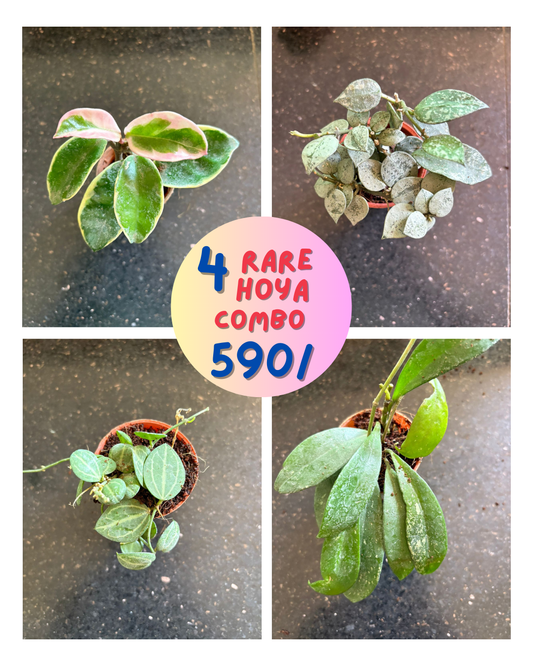 4 types Rare HOYA  COMBO 590 In 2 " pots ( Silver, Ovata, Variegated, Krohniana)