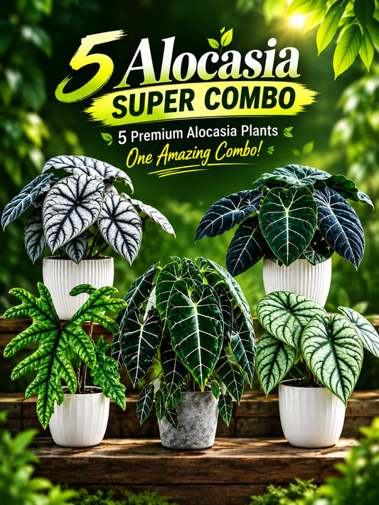 MOST WANTED ALOCASIA COMBO 790/- IN JIFFY BAGs