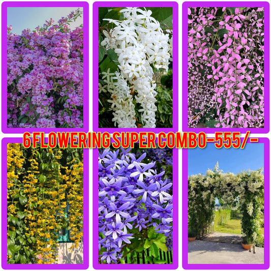 6 flowering super combo 555/- garlik vain,petria blue,petria white,congea,golden cascade,manimulla in poly bag / jiffy bags