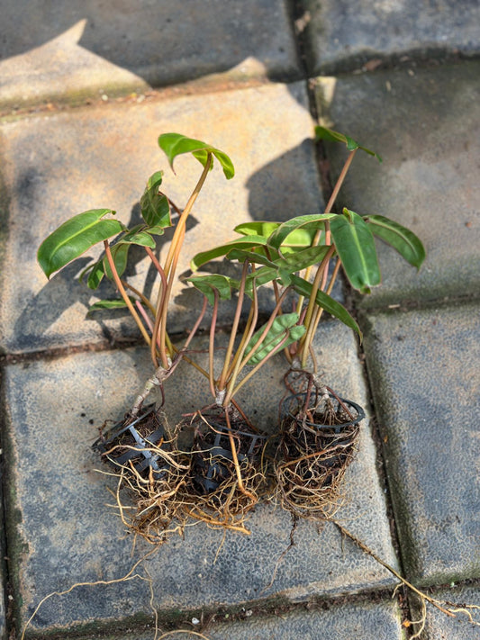 Billietiae Philodendron Super Combo 3 Plants-333/-