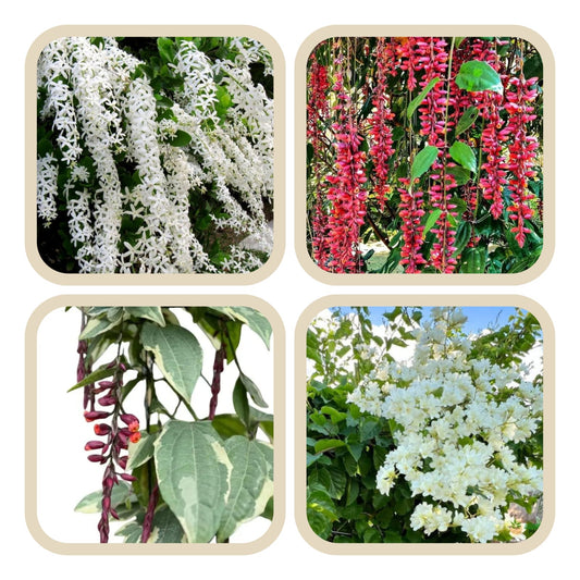 FLOWERING SUPER COMBO 349/-  MANIMULLA,PETRIA WHITE,THUNBERGIA VERIGATED,THNBERGIA NORMAL IN JIFFY BAG