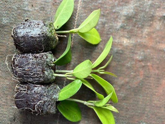 PACK OF 3 HOYA AUSTRALIS 310 /- IN JIFFY BAG