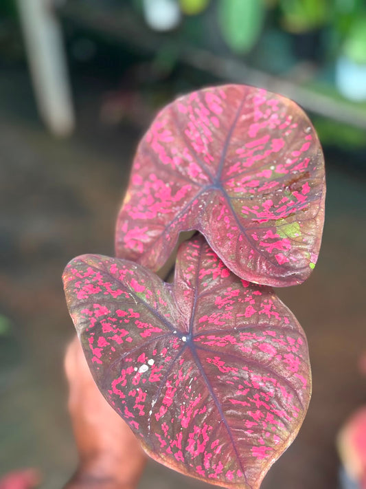 Imported Thai Dwarf Caladium CLM 04, One bulb propagated matured plant in 3" pot