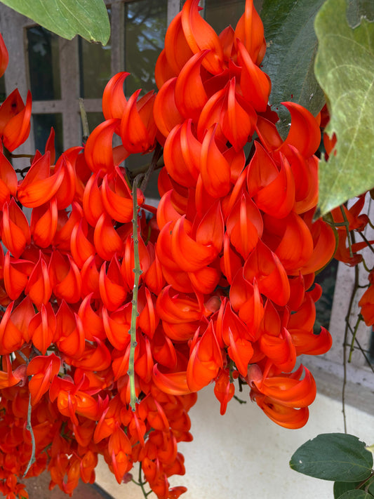 RED Jade Vine (Well rooted Plant) in poly bag