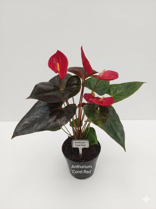 FLOWERING ANTHURIUM COREL RED  BUSHY POT WITH FLOWERS