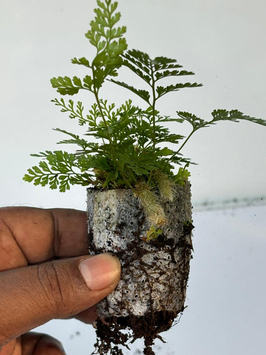 RABBIT FOOT FERN IN JIFFY BAG