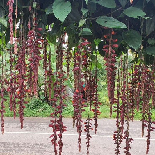 combo of 3 thunbergia verigated blue in poly bag