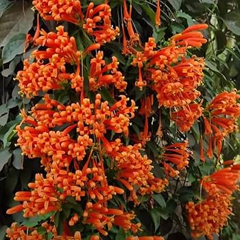 wynorg trumpet vine Rooted plant in 4" poly bag ( ottumulla)