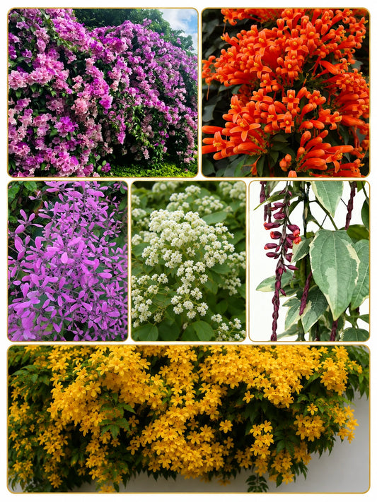 Flowering supercombo 725/-  Garlic Vine, Trumpet vine, Congea, Manimulla, Thunbergia variegated, Cat's claw in polybag
