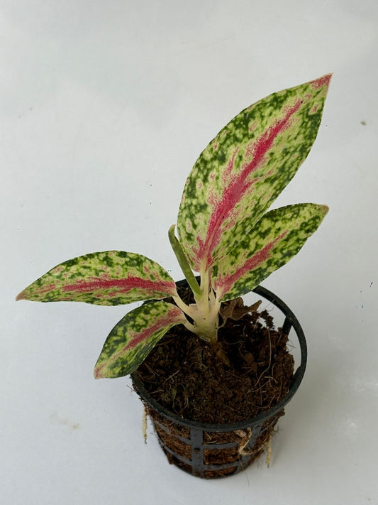 AGLONIMA FIRE RED  5-8 CM IN NET POT