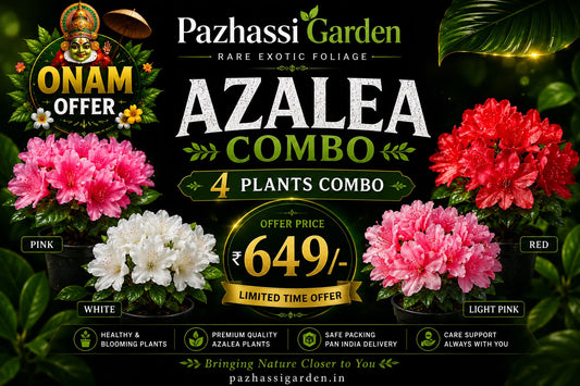 4 DIFFERENT AZALEA FLOWERING PANT ONAM COMBO 649