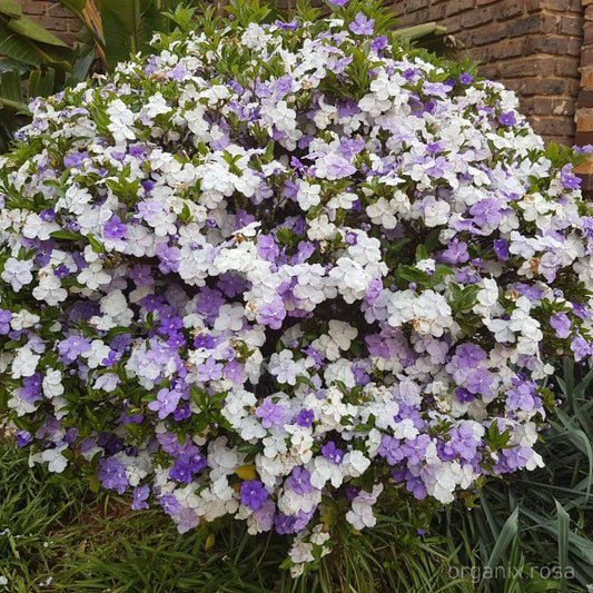 Yesterday Today Tomorrow (Verigated) Rooted plant in poly bag