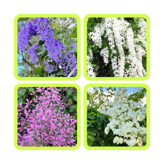 combo of 4 flowering plant 349/- petria blue, petria  white, congea ,manimulla in poly and jiffy bags
