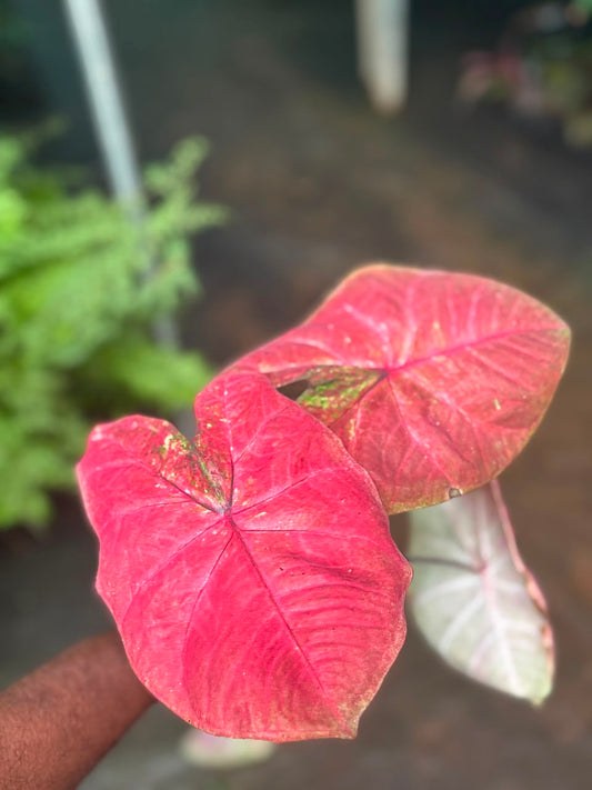 imported Thai Dwarf Caladium CLM 08  bulb propagated matured plant in 3" pot
