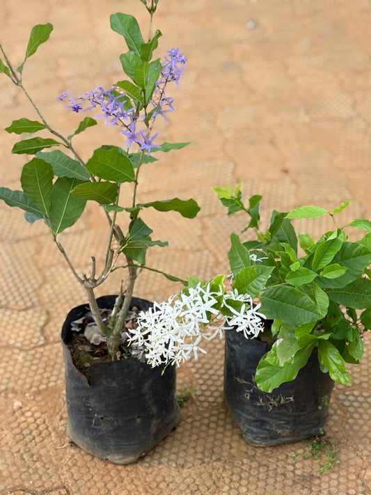 matured Petria white (in nursery bag)