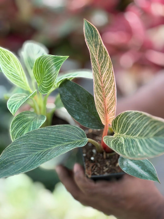COMBO OF PINK BIRKIN PHILODENDRON & WHITE BIRKIN  12-16 CM IN 3" SQUARE POT