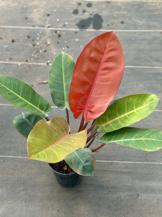 PHILODENDRON ORANGE SPLENDOR XL SIZE  INDOOR FOLIAGE PLANT