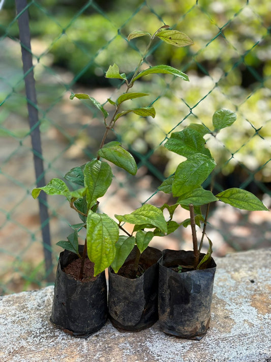 Congea Tomentosa PACK OF THREE (Rooted Plant in Nursery bag)