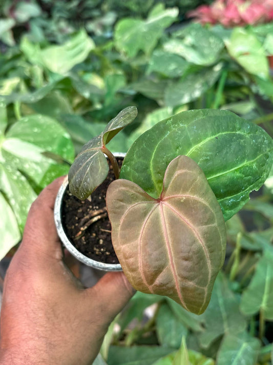 Red Vein Dark Phoenix Anthurium Small Size