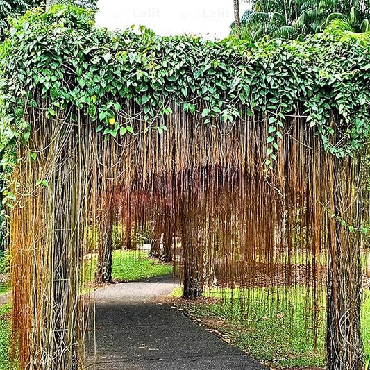 pack of two Princess Vine,(Cissus Nodosa/Cissus Verticillata) Climbing Plant in poly bag