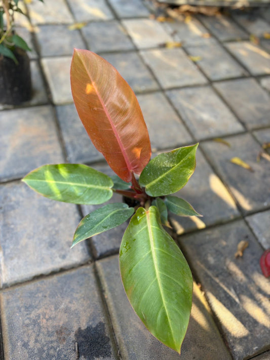 ORANGE SPLENDOR PHILODENDRON IN 3" POT