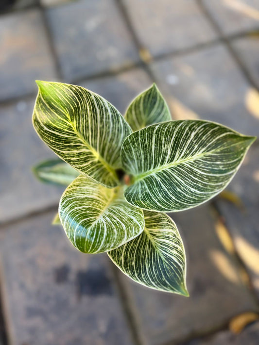 BIRKIN PHILODENDRON IN 3" POT
