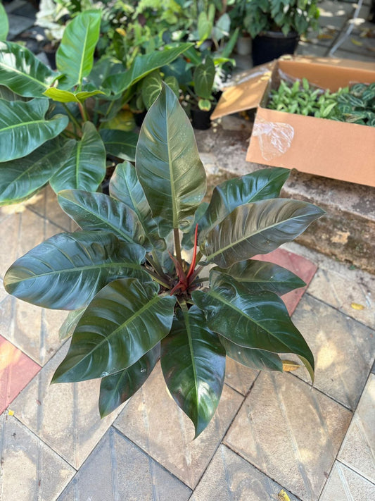 PHILODENDRON IMPERIAL RED XXL SIZE  INDOOR FOLIAGE PLANT