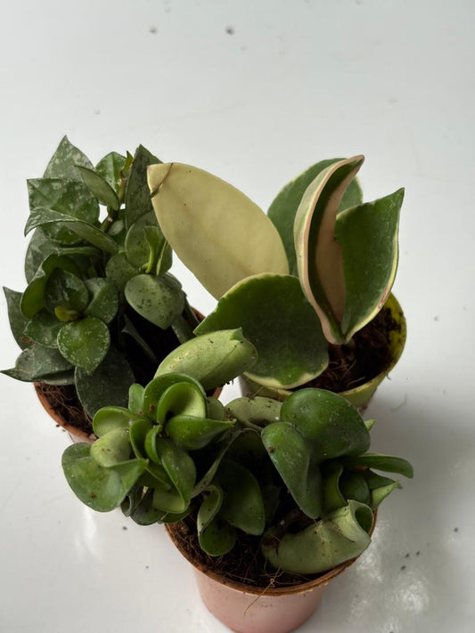 3 types RARE HOYA  COMBO 340 in 2" POT