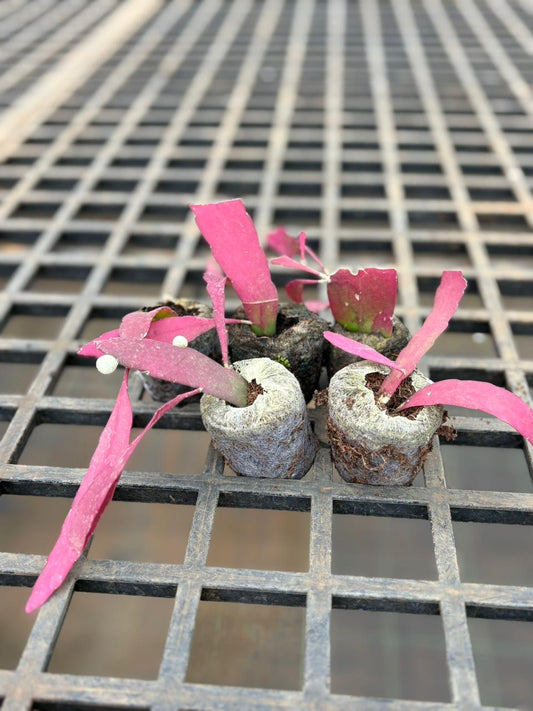 Pseudorhipsalis Ramulosa (Red Rhipsalis) Succulent Plant IN JIFFY BAG