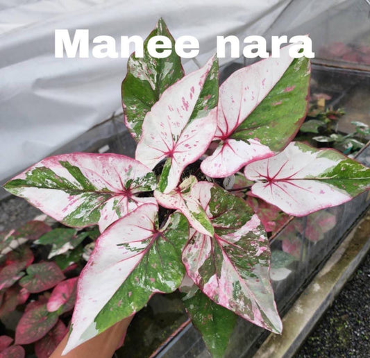 Thai Dwarf Caladium  MONENARA Sprouted Bulb in paper bag