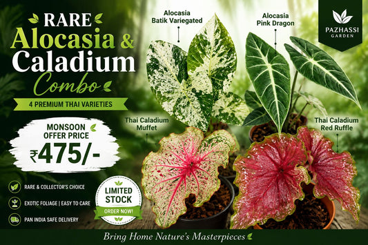 RARE ALOCASIA CALADIUM COMBO 475/- IN JIFFY BAGs